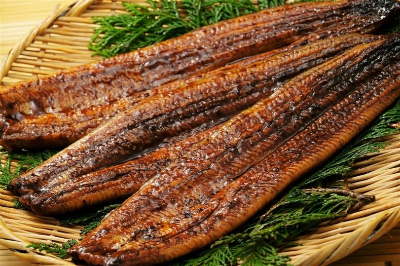 Japan Farmed Eel from Kagoshima