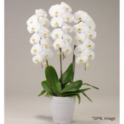 胡蝶蘭の鉢植え 胡蝶蘭の鉢植え