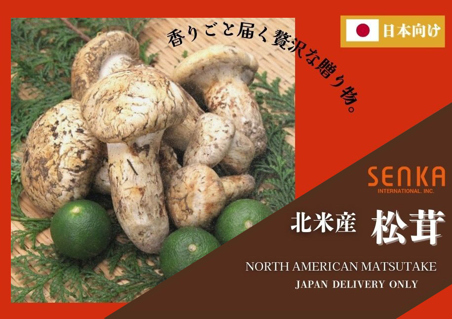 松茸 贈られてうれしいギフト ナンバー1